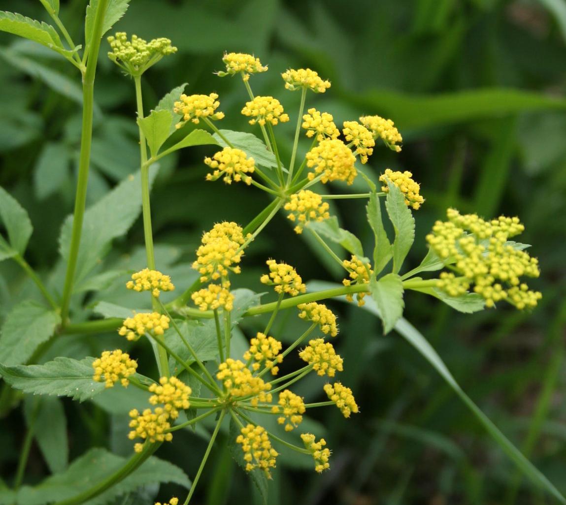 Pollinator wildflowers